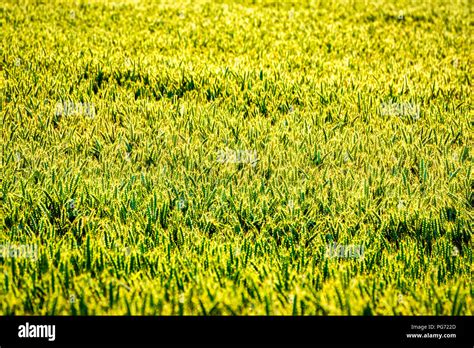 Uk Scotland East Lothian Field Of Wheat Triticum Stock Photo Alamy