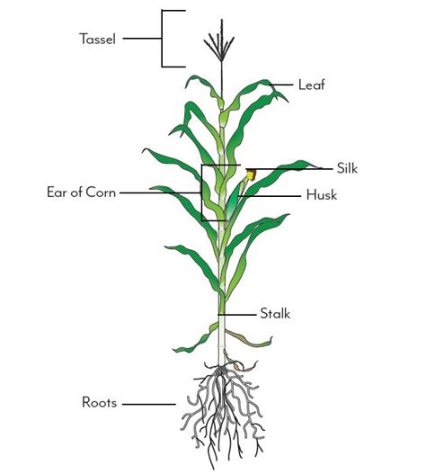 Corn Labeled Parts Of Plant