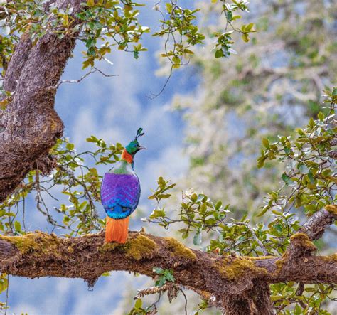 Kedarnath Wildlife Sanctuary – Uttarakhand Trip Trek