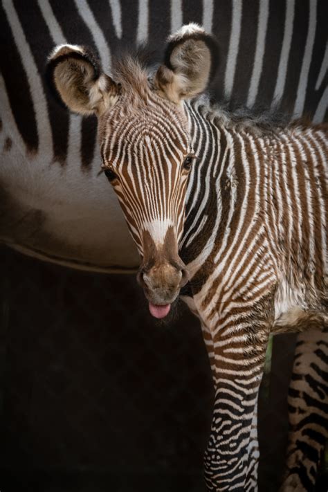 Zebra Foal Is La Zoos First In 20 Years Zooborns