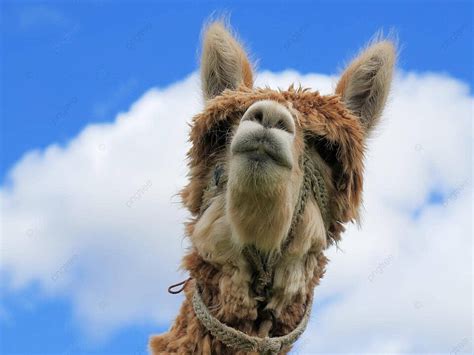 Closeup Of A Llama In Sacred Valley Cuzco Peru Near Machu Picchu Photo