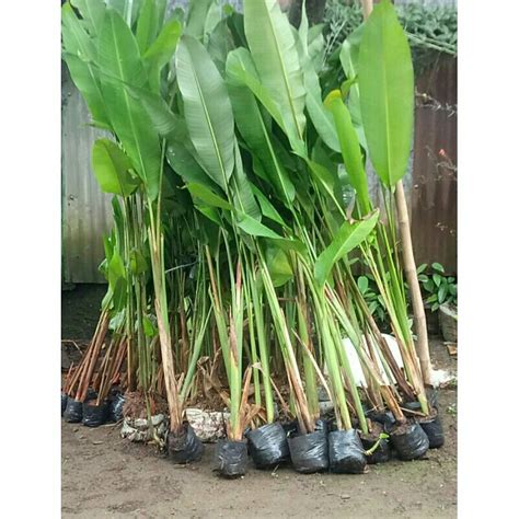 Jual Tanaman Pisang Karibay Tinggi Pohon Cm Shopee Indonesia