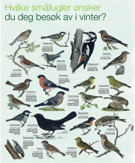 Hvilke småfugler vil du lokke til deg i vinter