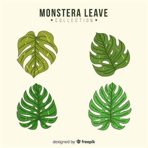 Hojas De Monstera Dibujadas A Mano Vector Gratis