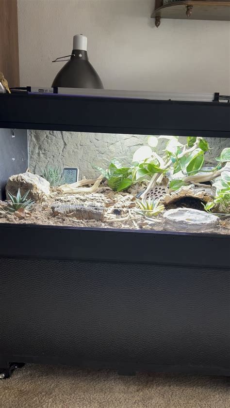 Quick Vid Tour Of Bio Hognose Snake Enclosure Rbioactive