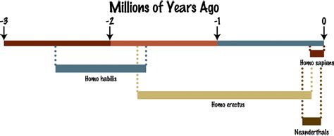 diagram showing the hominid timeline | Student learning, Historical ...