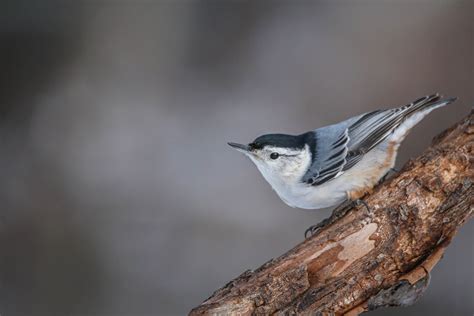 Sittelle Poitrine Blanche White Breasted Nuthatch Flickr