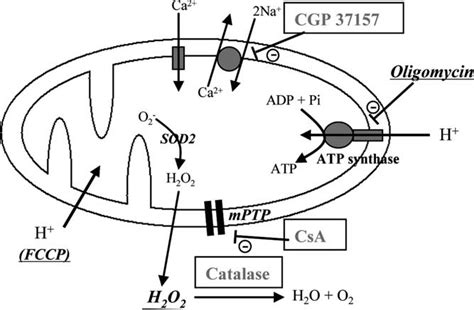 Mitochondrial components of Ca 2 regulation and targets for drug action ... 