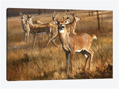 Whitetail Deer Painting