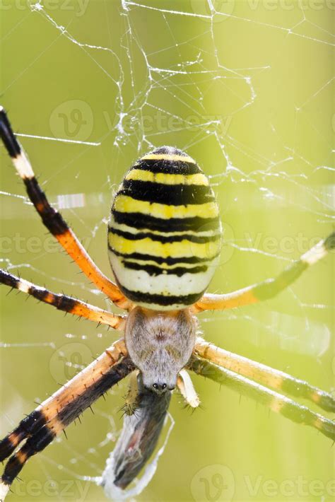 Orb-weaving Spider Argiope bruennichi 18747344 Stock Photo at Vecteezy