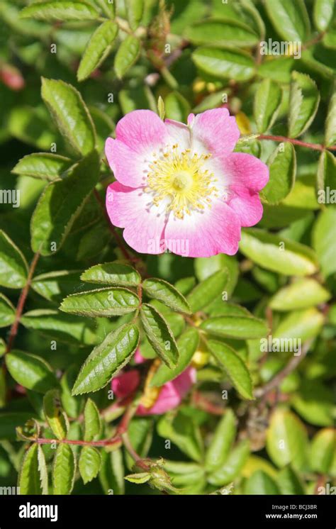 Pianta Di Rosa Canina Immagini E Fotografie Stock Ad Alta Risoluzione