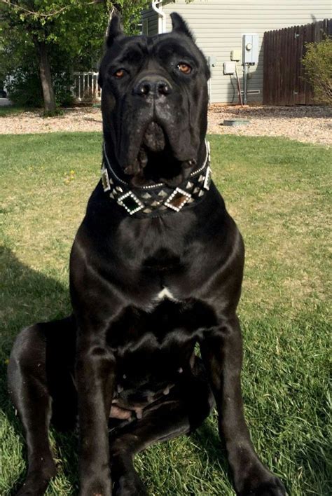 Mastiff Cane Corso Cão Cane Corso Cane Corso Italian Mastiff Cane