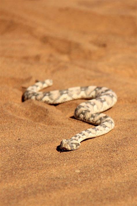 Wild animals photography, Namib desert, Deserts