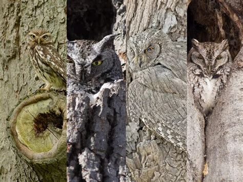 Optical Illusion How Many Owls Can You Spot In 5 Seconds World