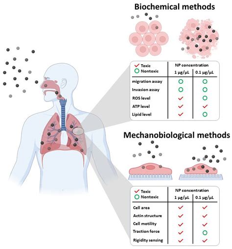 Nanomaterials Free Full Text Mechanobiological Analysis Of