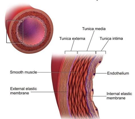 Arteries Veins And Capillaries Comparison