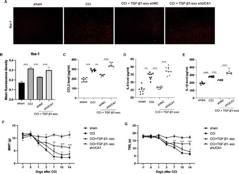 Tgf Hucmscs Derived Exosomal Uca Alleviates Microgliosis And