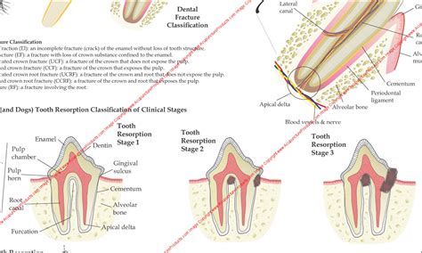 Cat Teeth Anatomy