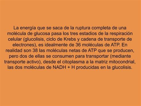 Ciclo De Krebs PPT