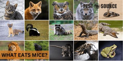 What Eats Mice? - Pest Source