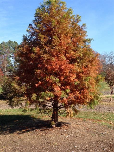 Bald Cypress | Trees That Please