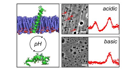 Reversible Activation Of A Cell Penetrating Peptide In A Membrane