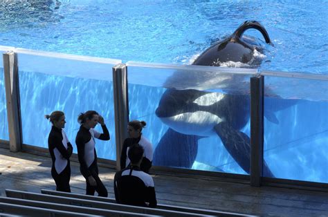 SeaWorld: Tilikum, orca that killed trainer, has died | MPR News