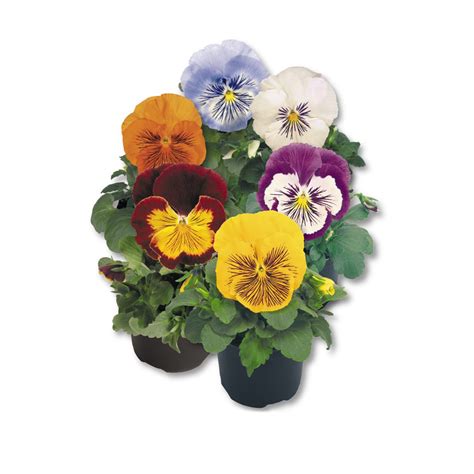 Viola Wittrockiana Mix Schneider Bv Schneider Young Plant And Seed