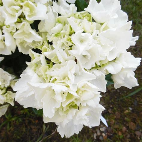 Hydrangea Macrophylla White Delight