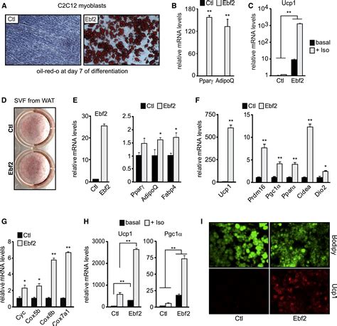 Ebf2 Determines And Maintains Brown Adipocyte Identity Cell Metabolism