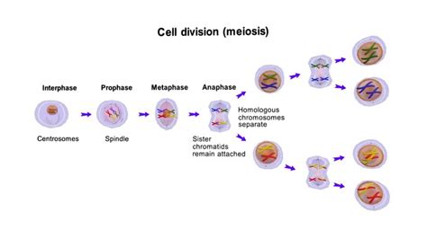 Meiosis 3D models - Sketchfab