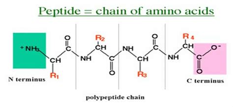 Formation And Characteristics Of Peptide Bond In Proteins Easybiologyclass