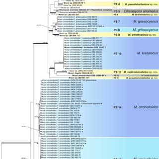 Phylogenetic Tree Based On The Concatenated Alignment Of Five Molecular