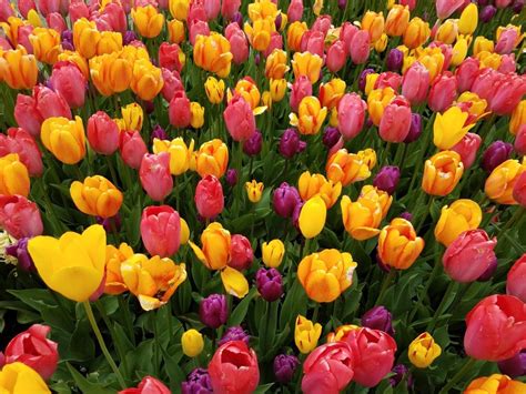 Tulips, Holland MI | Tulips, Plants, Garden