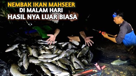 Nembak Ikan Mahseer Dimalam Hari Luar Biasa Hasinya Auto Panen Lagi