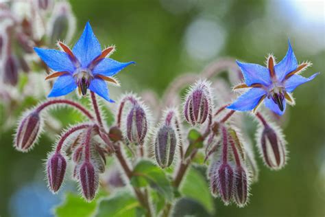 Les Bienfaits De La Bourrache Officinale