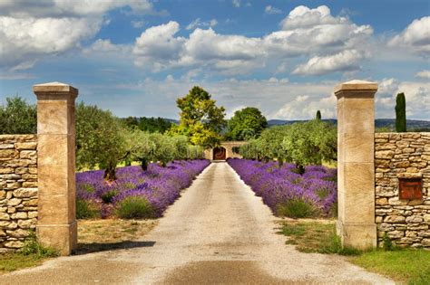 Chemin Avec La Lavande En Provence Image stock - Image: 44941553