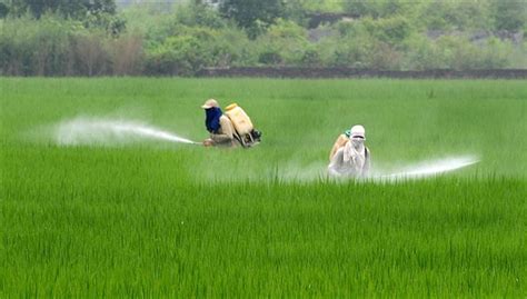 Insecticides Market - Forecast, 2022-2027