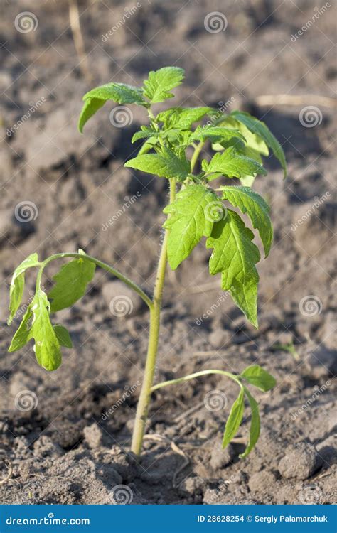 Brote Del Tomate Foto De Archivo Imagen De Hoja Vertical