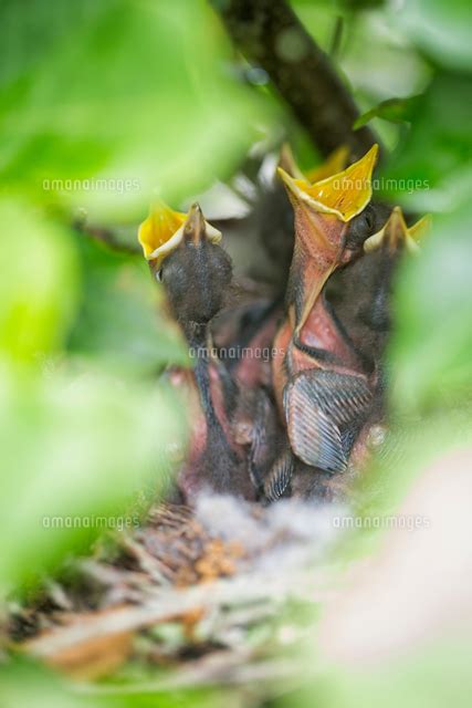 Florida State Bird Northern Mockingbird Chicks Mimus Polyglottos In