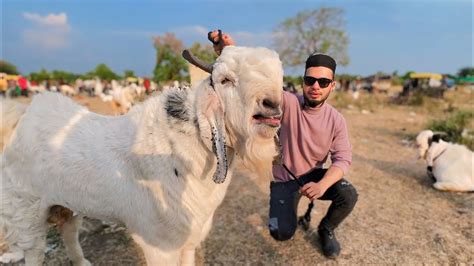 Bhopal Bakra Mandi Vlog Al Aamir Khan Mandivlogs Youtube