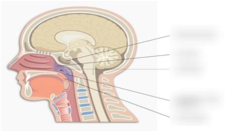 Medial Wall Of Nasal Cavity Septum Tonsils And Nasopharynx Diagram