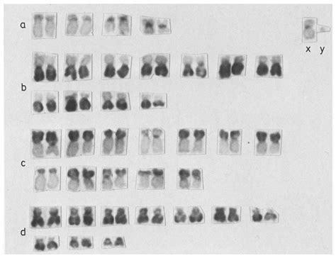 Fig La D C Banded Bone Marrow Metaphase Karyotype Of A Male Thomomys