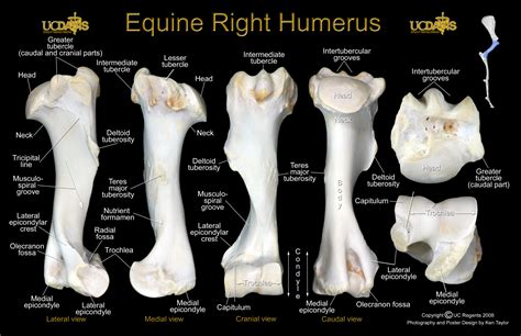 Jd Wheat Veterinary Orthopedic Laboratory Equine Anatomy Forelimb And