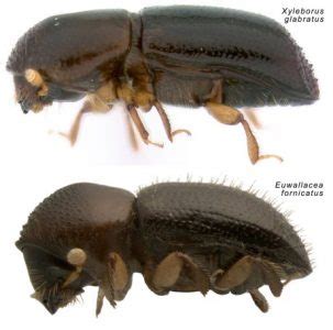 Ambrosia Beetle - Pest Control