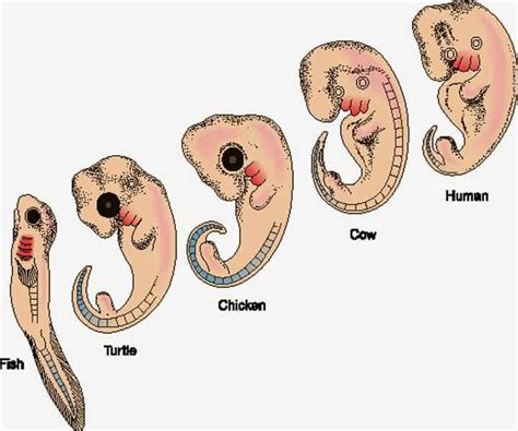 Scientists turn the clock back 350 million years to show how humans lost their tails. Twice