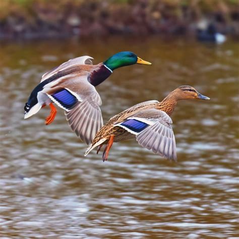 Mallard Pfp