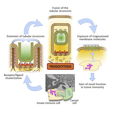 Trogocytosis In Innate Immunity To Cancer Is An Intimate Relationship