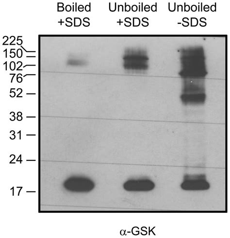 Multimeric Complexes Formed By VgrG In F Tularensis LVS VgrG Proteins