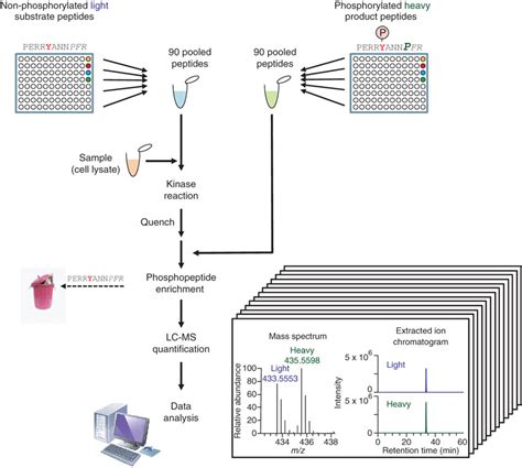 Workflow For A Single Reaction 90 Substrate In Vitro Kinase